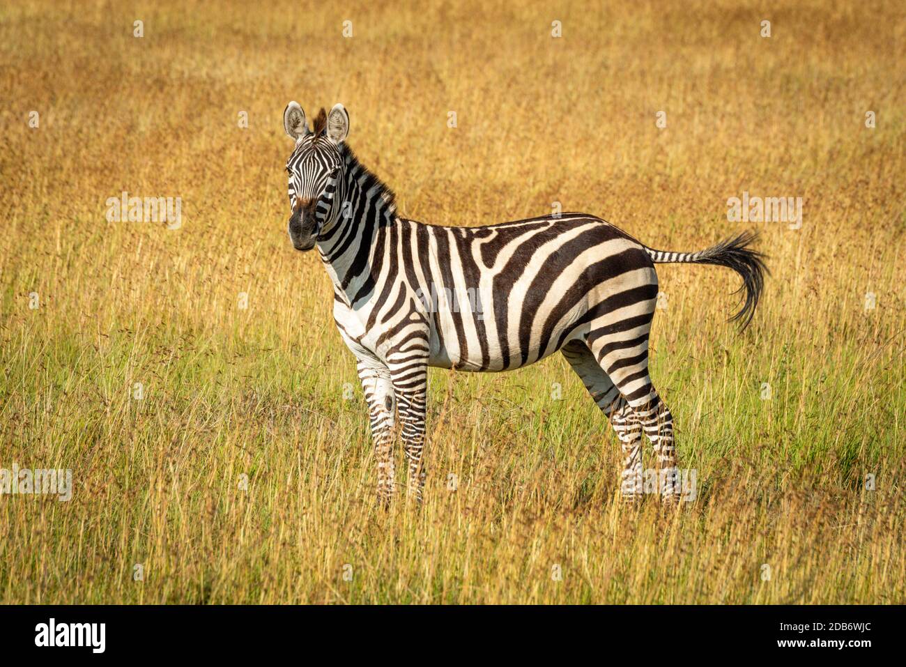 Pianura zebra si erge flicking coda in erba Foto Stock