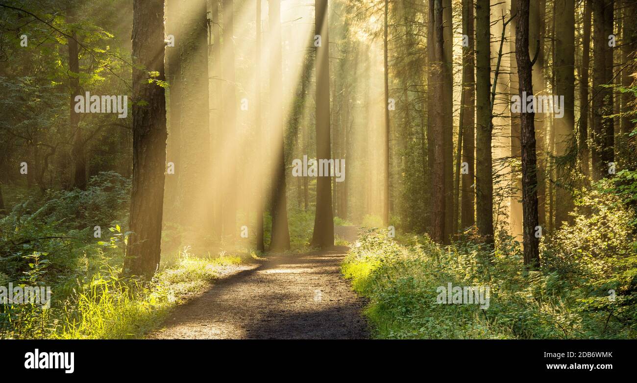 Raggi dorati di luce che splende attraverso le tettoie degli alberi in una mattina d'autunno con sentiero in una foresta. Foto Stock