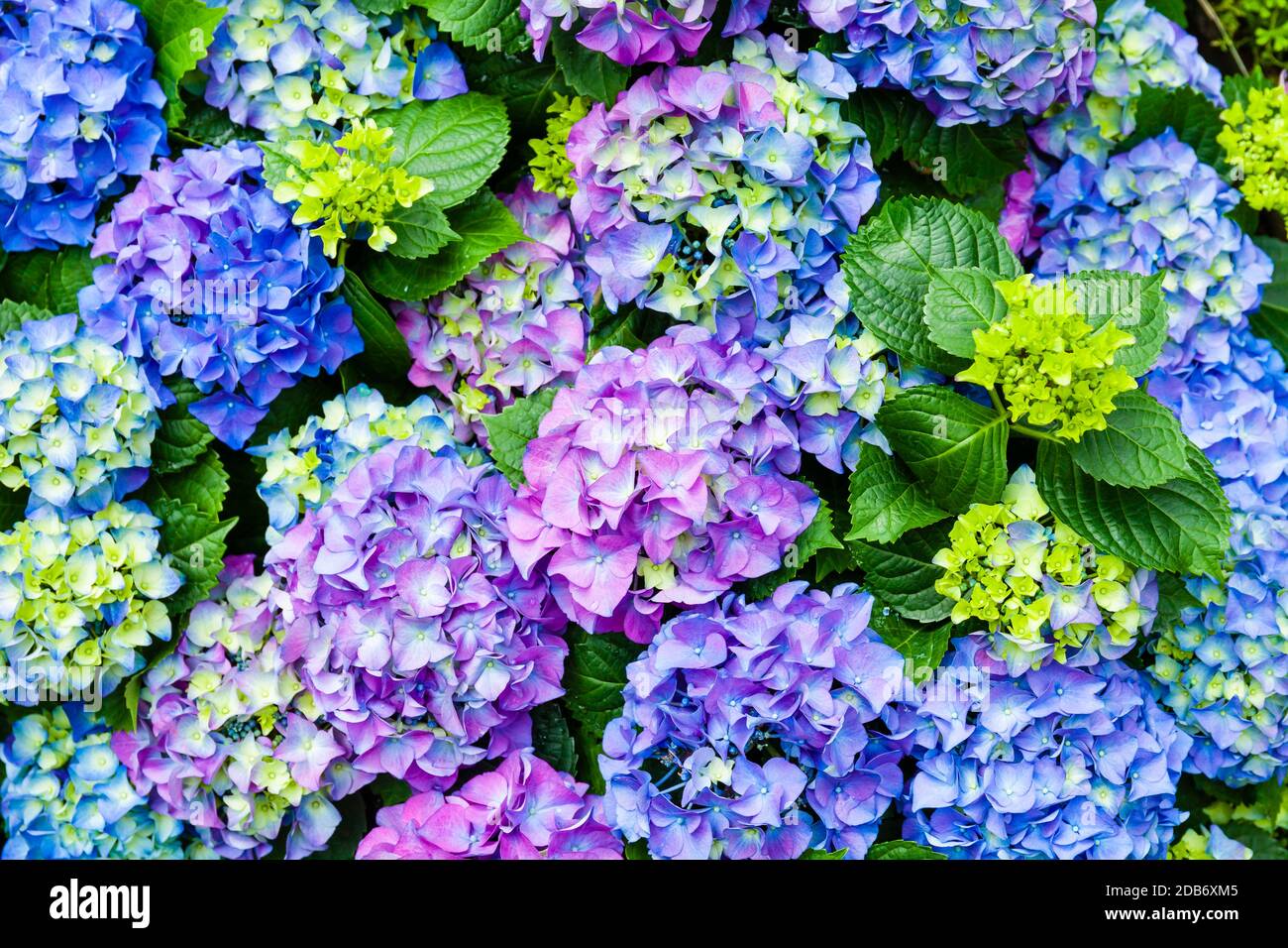 L'idrangea colorata fiorisce nel giardino in blu e viola colori Foto Stock