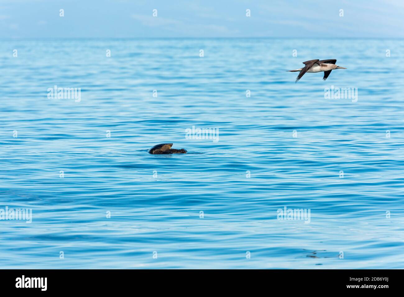 Isole Galapagos Foto Stock