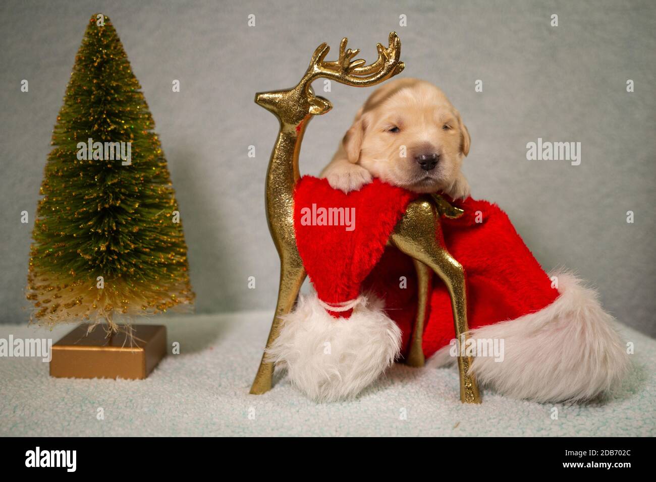 Natale Puppy Golden Retriever Foto Stock