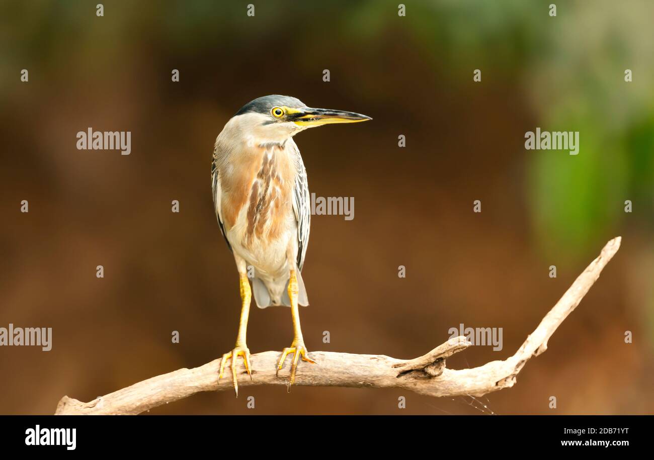 Primo piano di un airone striato arroccato, Pantanal, Brasile. Foto Stock