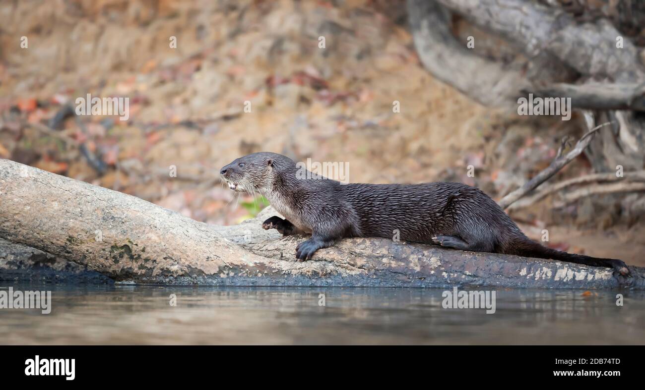 Primo piano di una lontra neotropica che giace su un albero caduto su una riva del fiume, Pantanal, Brasile. Foto Stock