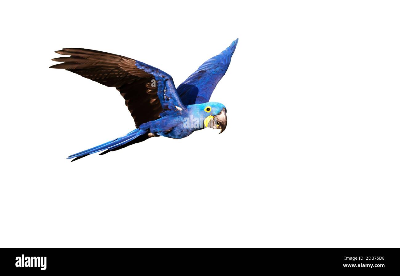 Giaccone macaw in volo su sfondo bianco isolato. Foto Stock
