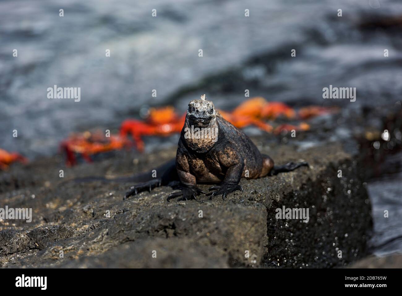 Isole Galapagos Foto Stock