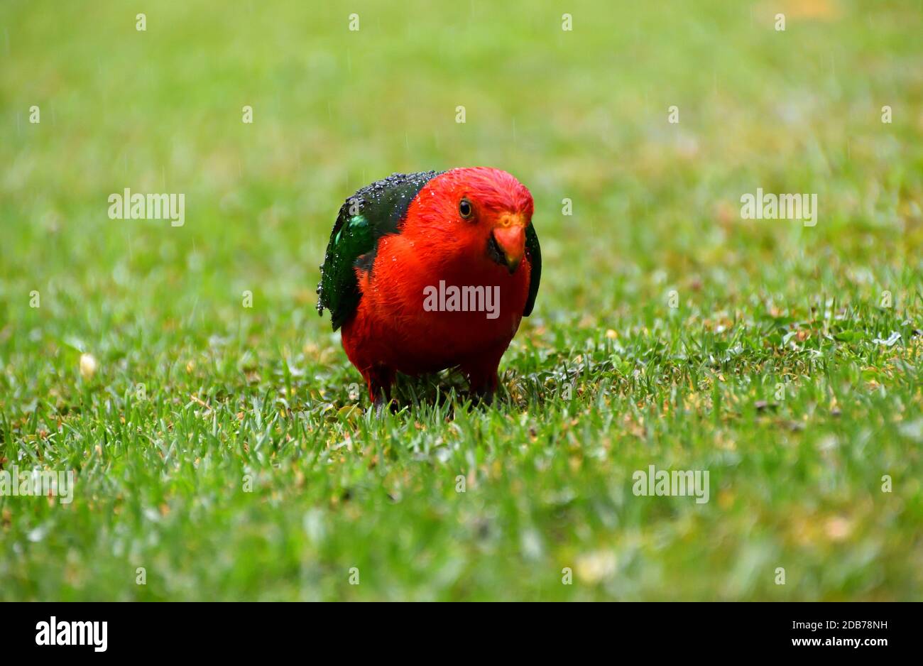 Un singolo maschio Parrot re nella pioggia sull'erba Foto Stock