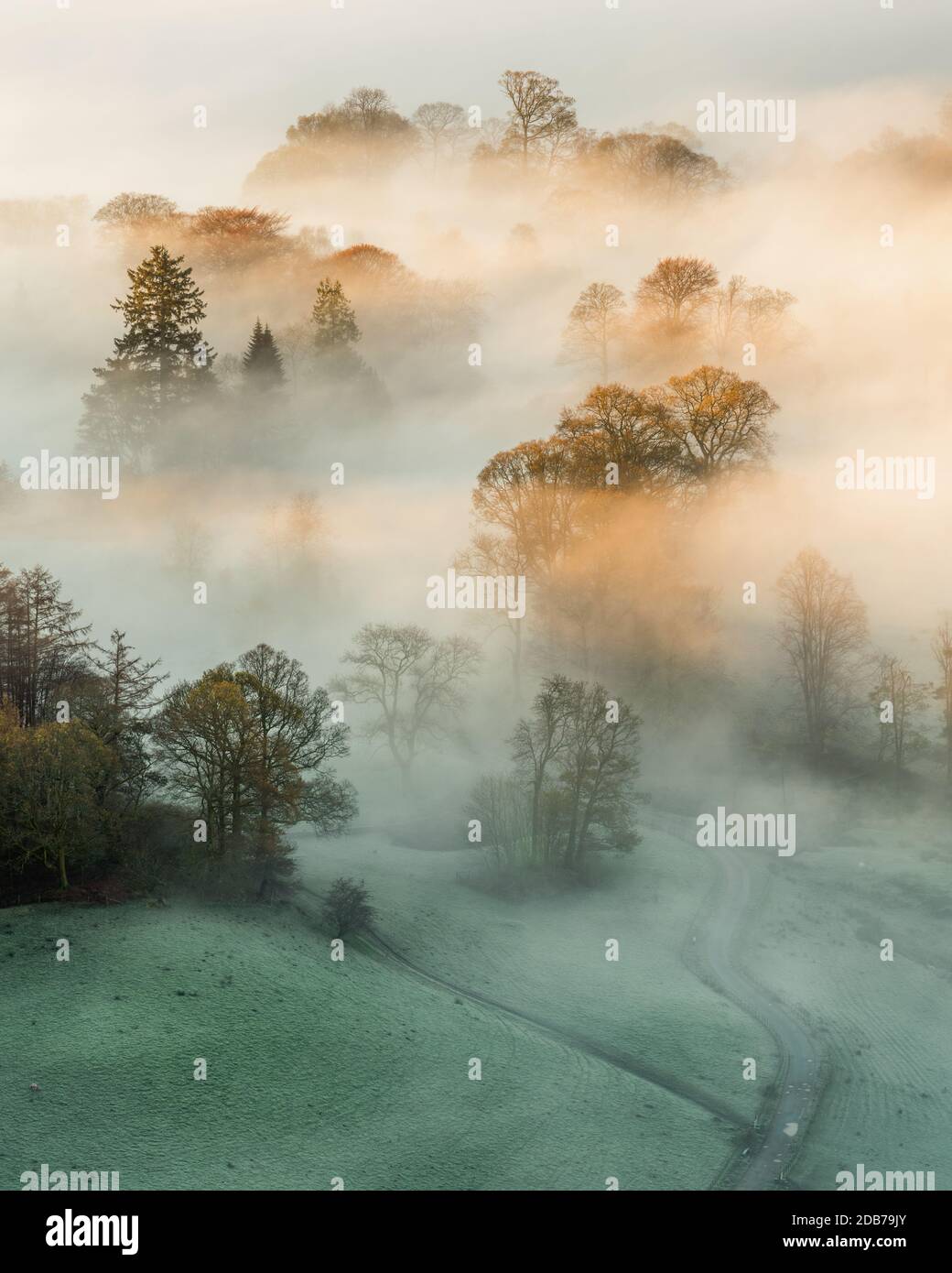 Una luce dorata che brilla attraverso una fitta nebbia in una mattinata autunnale nel Lake District. Foto Stock