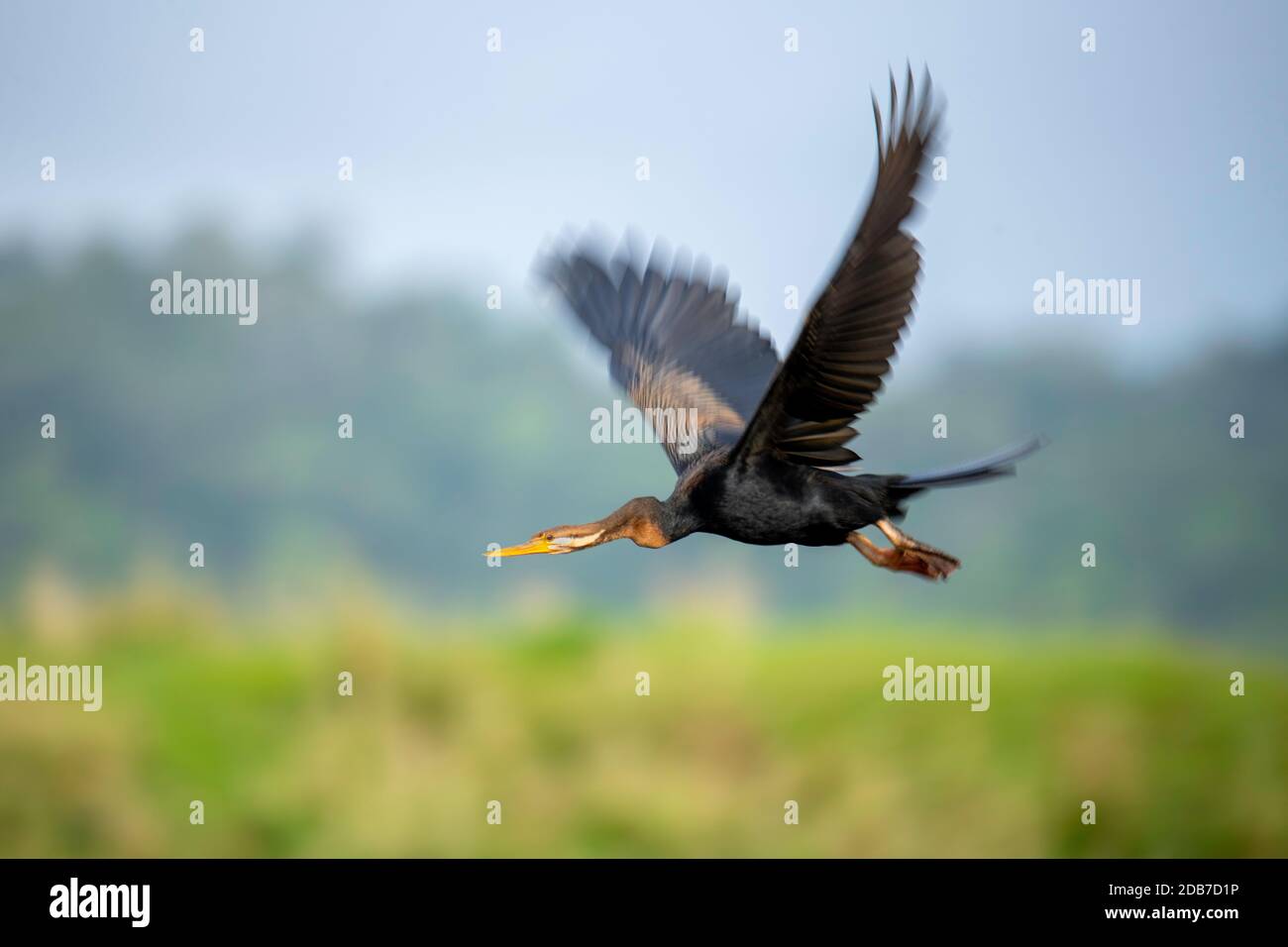 Australasian Darter Anhinga novaehollandiae Daintree, Queensland, Australia 4 novembre 2019 Maschio adulto Anhingidae Foto Stock