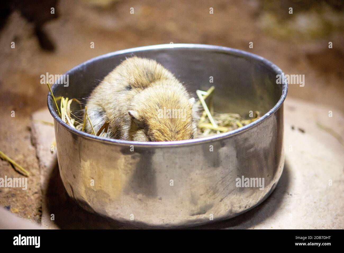 Immagine di un ratto di sabbia grassa mentre si mangia nella sua ciotola libera, Psammomys obesus Foto Stock