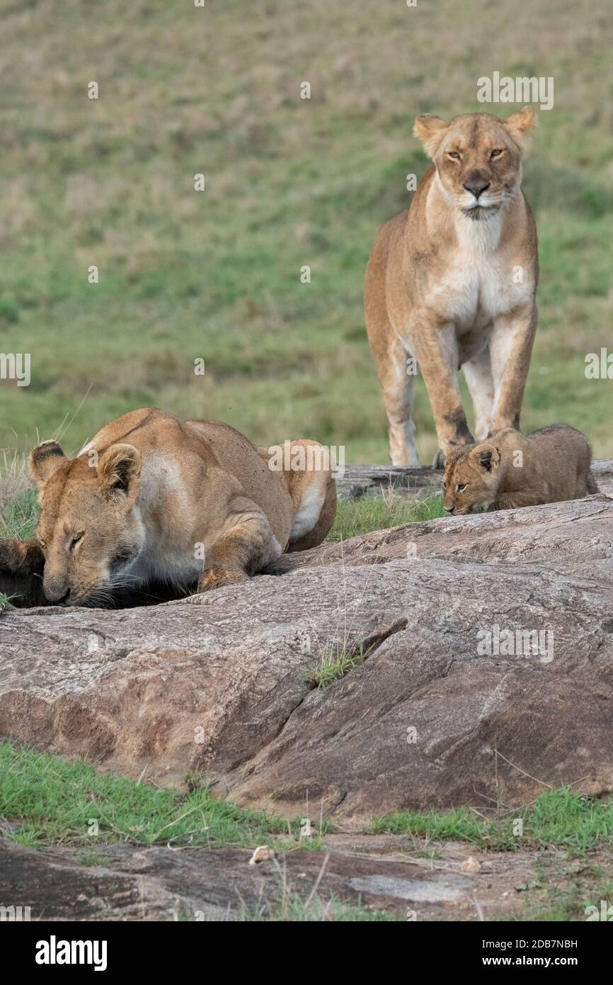 Africa, Kenya, Serengeti Settentrionali, Maasai Mara. Leonessa con i cubetti (SELVATICA: Panthera leo) Foto Stock