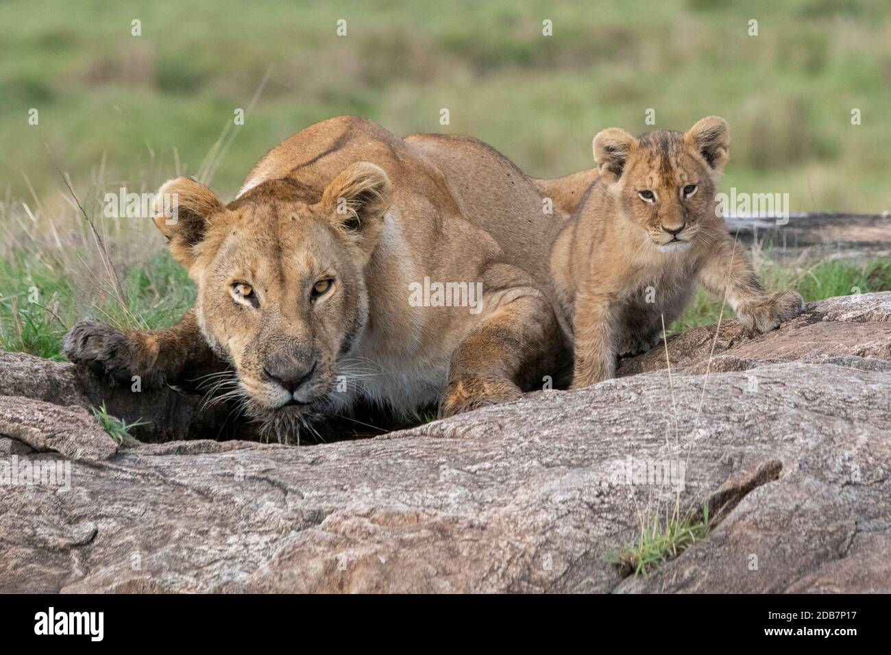 Africa, Kenya, Serengeti Settentrionali, Maasai Mara. Leoness bevendo con i cubetti (SELVATICO: Panthera leo) Foto Stock