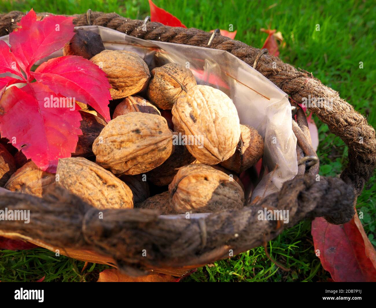 Cestino di frutta a guscio appena raccolto messo nell'erba con foglie rosse dell'autunno Foto Stock