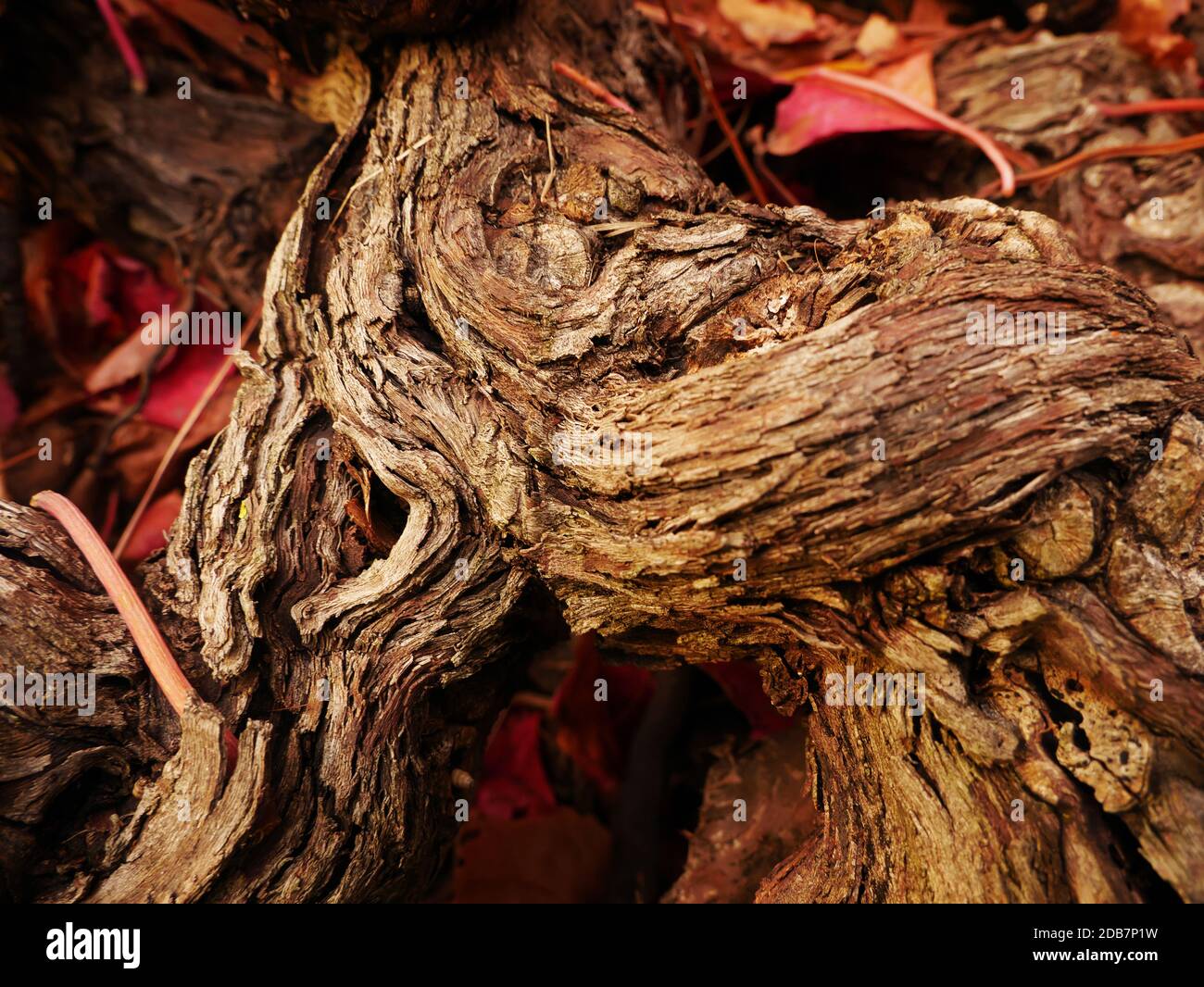 Primo piano su tronco d'albero con alcune foglie d'autunno rosse Foto Stock