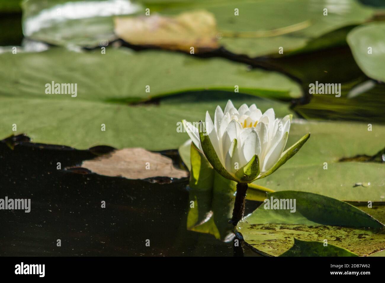 Acqua Giglio Fiore. Foto Stock