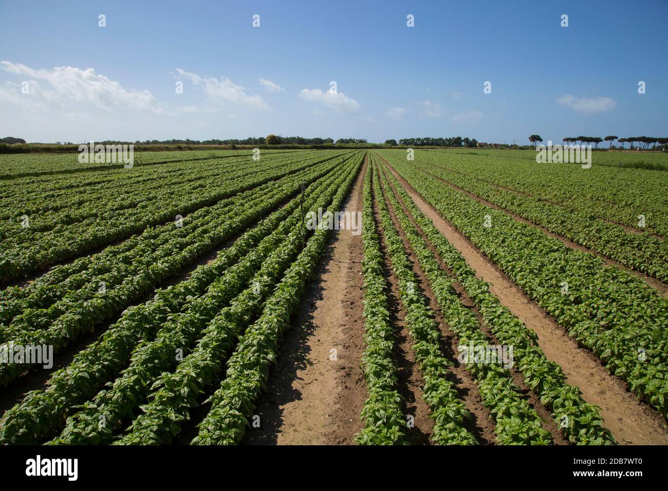 Outdoor piantagione di piantine di basilico Foto Stock
