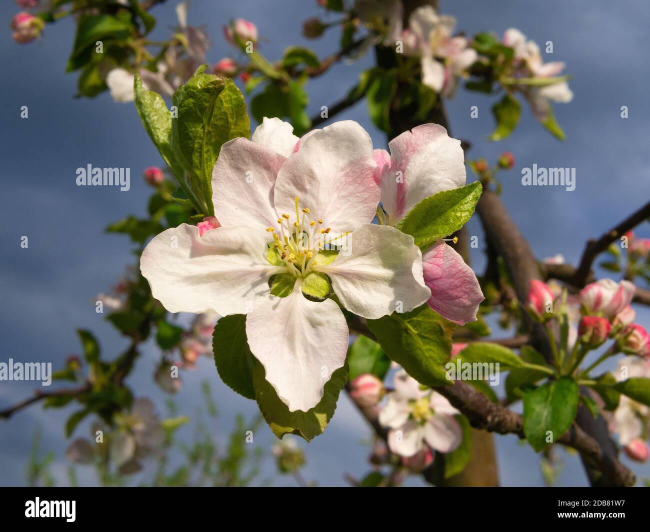 Fiori di mela bianchi e rosa. La mela fiorisce alla luce del sole contro il cielo. Foto Stock