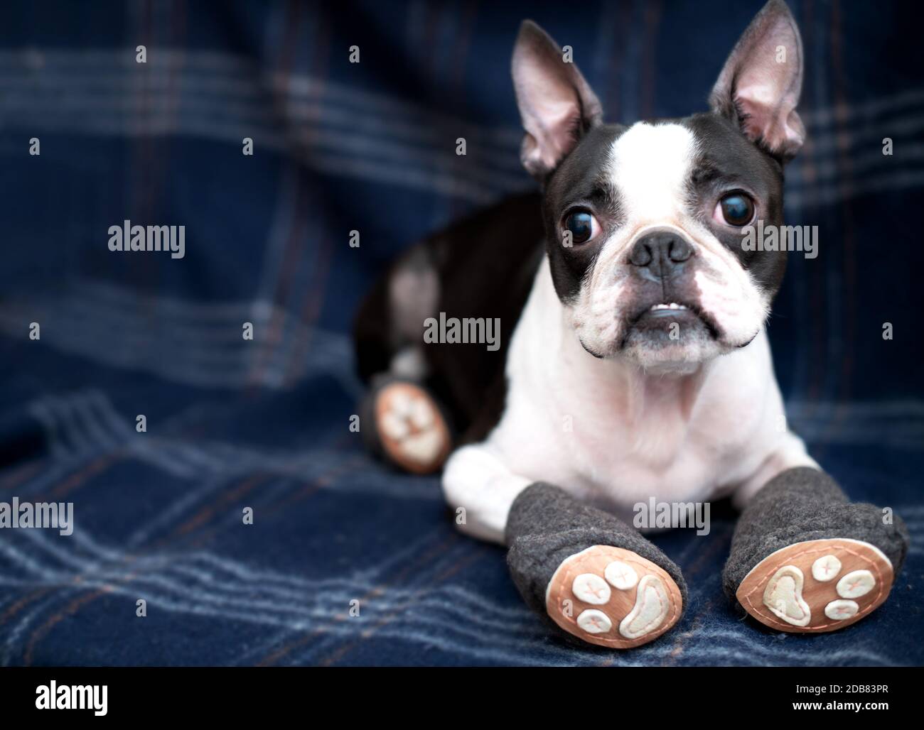 Stivaletti per cani immagini e fotografie stock ad alta