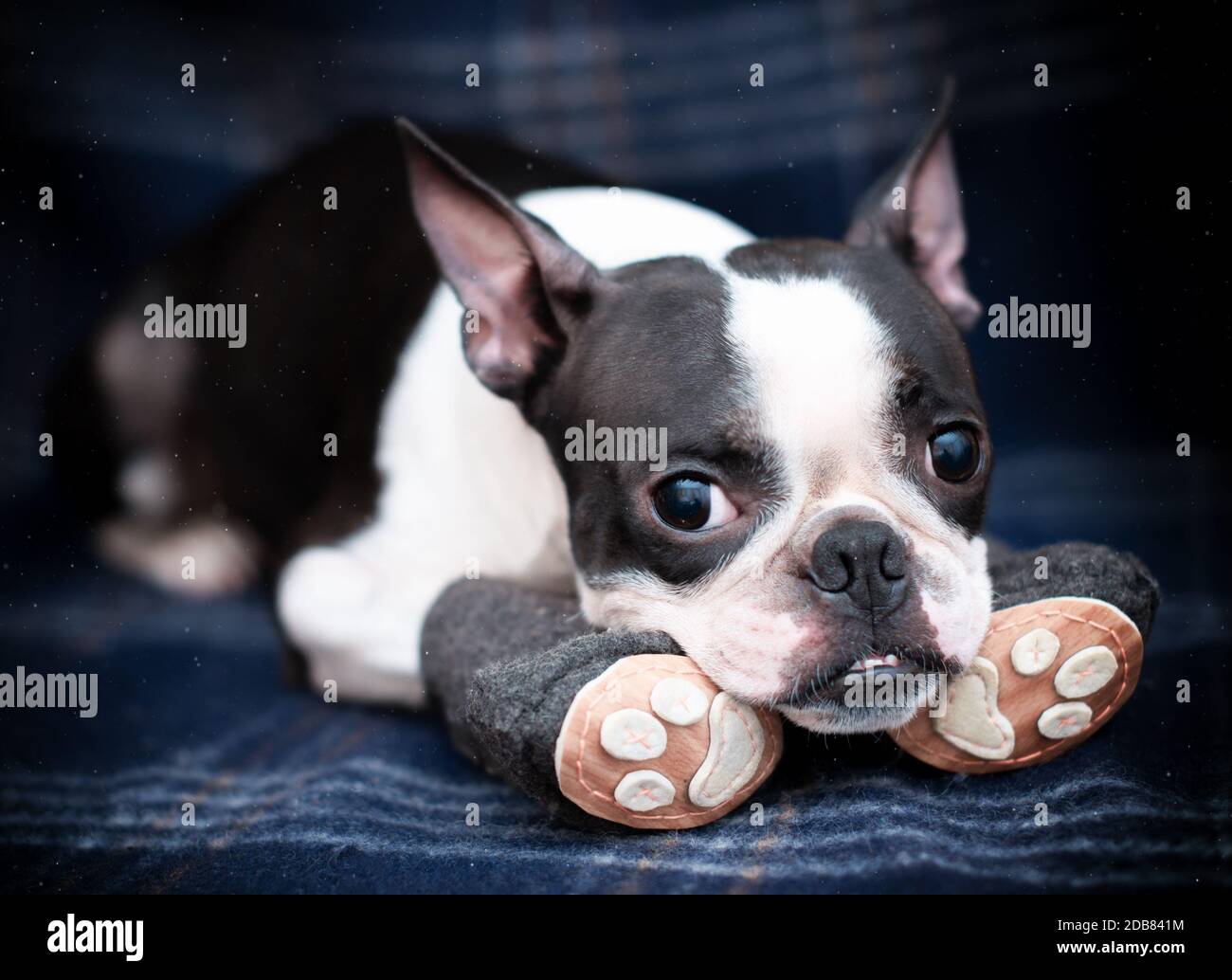 Divertente serio cane Boston Terrier in accoglienti caldi stivali fatti a mano sul divano a casa. Andando per una passeggiata, è freddo fuori. Spazio di copia. Foto Stock