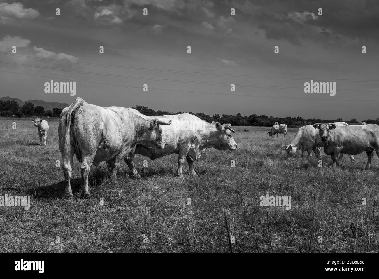 Mucche bianche che pascolano nella quiete della scena rurale catalana. Un vitello curioso e una mucca guardare in direzione del fotografo. Nero e bianco Foto Stock