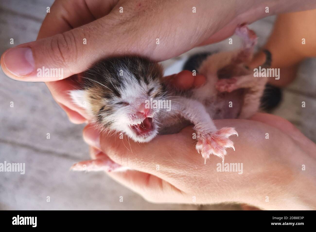 Primo piano di una persona che tiene un cucciolo neonato Foto Stock