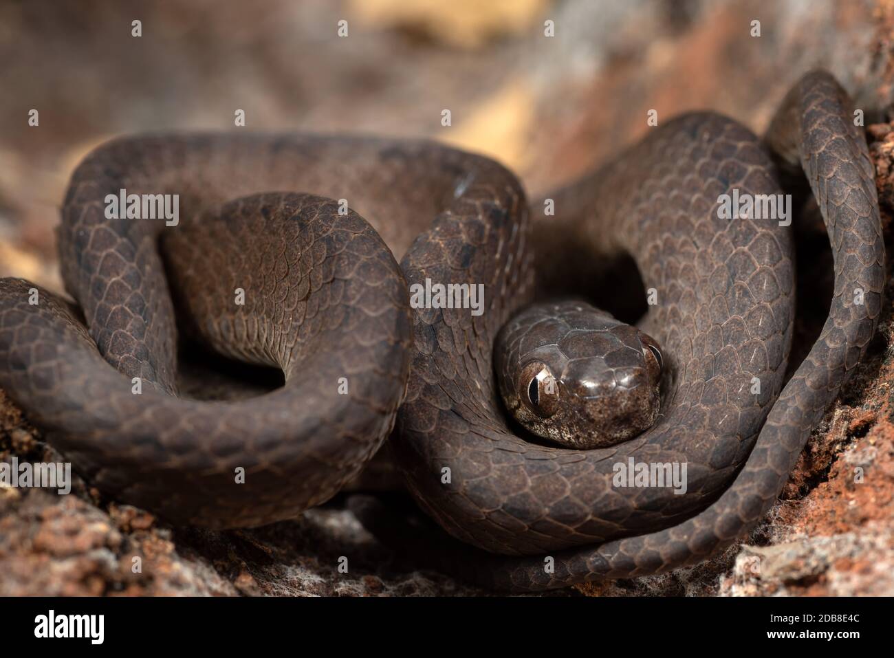 Primo piano di uno Slug Snake a spirale, Indonesia Foto Stock