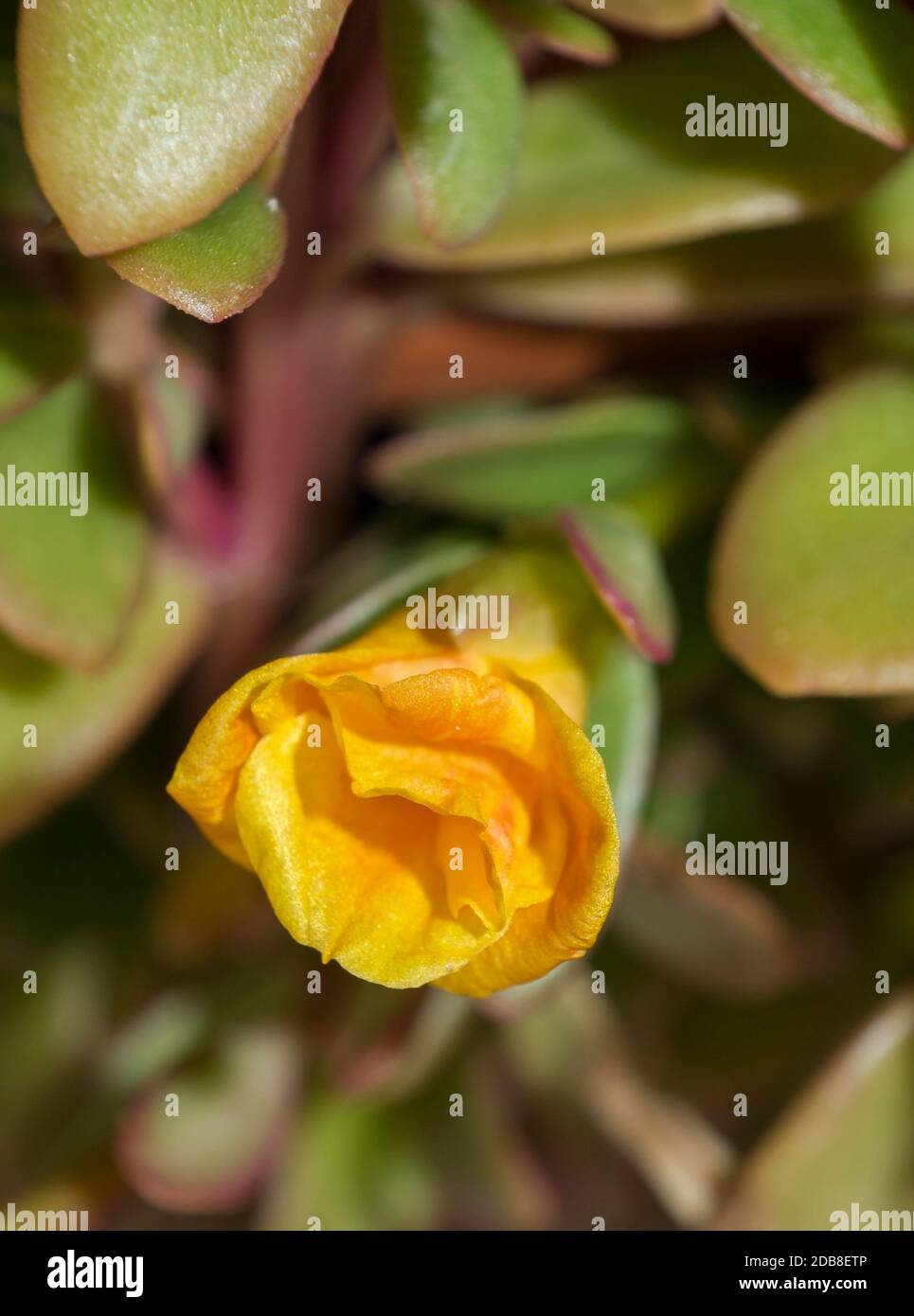 Flor amarilla naranja. Macrofotografía. Madrid. España Foto Stock