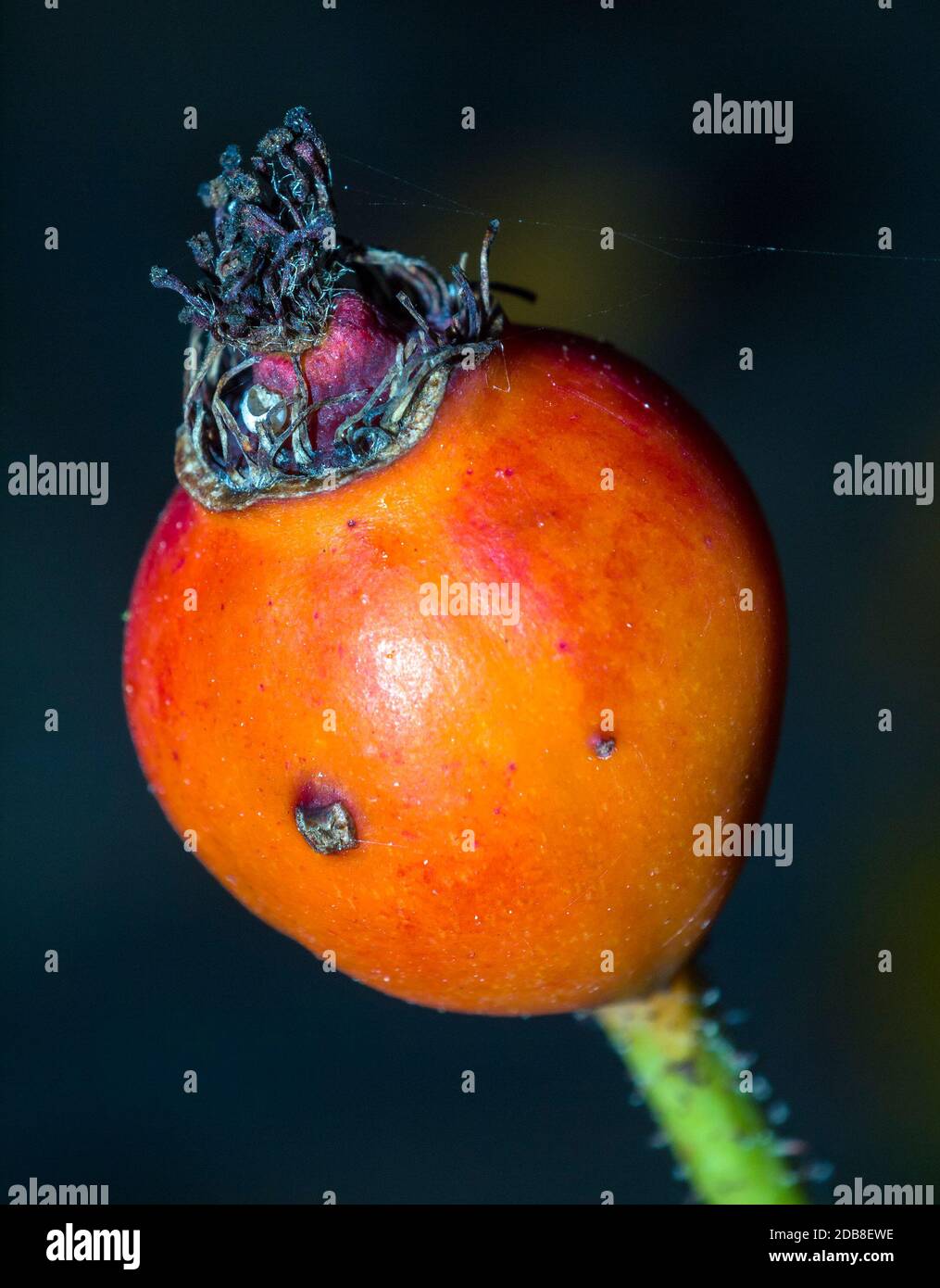 Fruto de rosal. Macrofotografía. Sierra de Guadarrama. Madrid. España Foto Stock