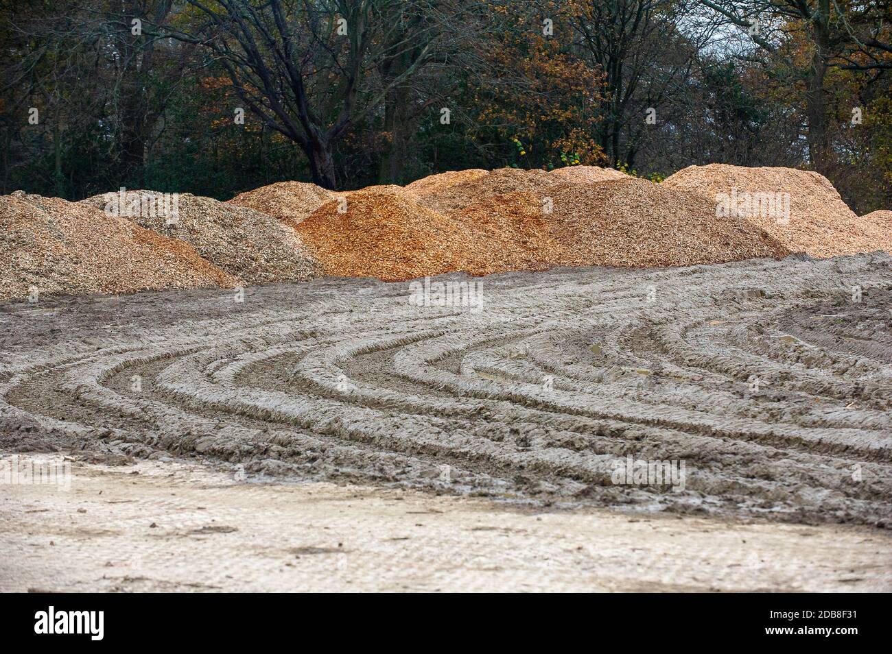 Aylesbury vale, Buckinghamshire, Regno Unito. 16 novembre 2020. Un campo è trasformato in fango da macchinari HS2 e Grim's Ditch woodland è trasformato in trucioli di legno da HS2. I locali che hanno camminato attraverso il bosco per molti anni sono assolutamente devasted a questa perdita di habitat naturale per il collegamento HS2 High Speed Rail da Londra a Birmingham. Credit: Maureen McLean/Alamy Live News Foto Stock