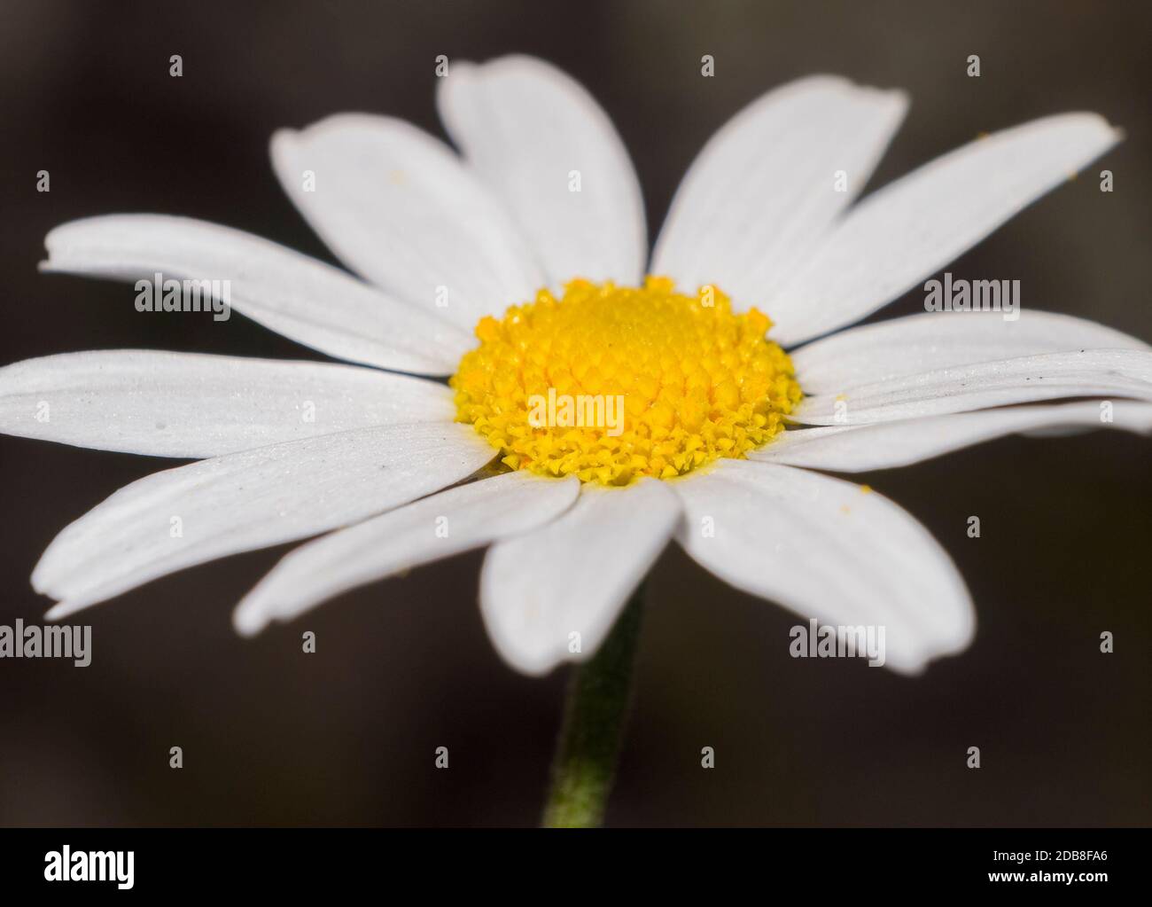 Flor blanca y amarilla. Foto Stock