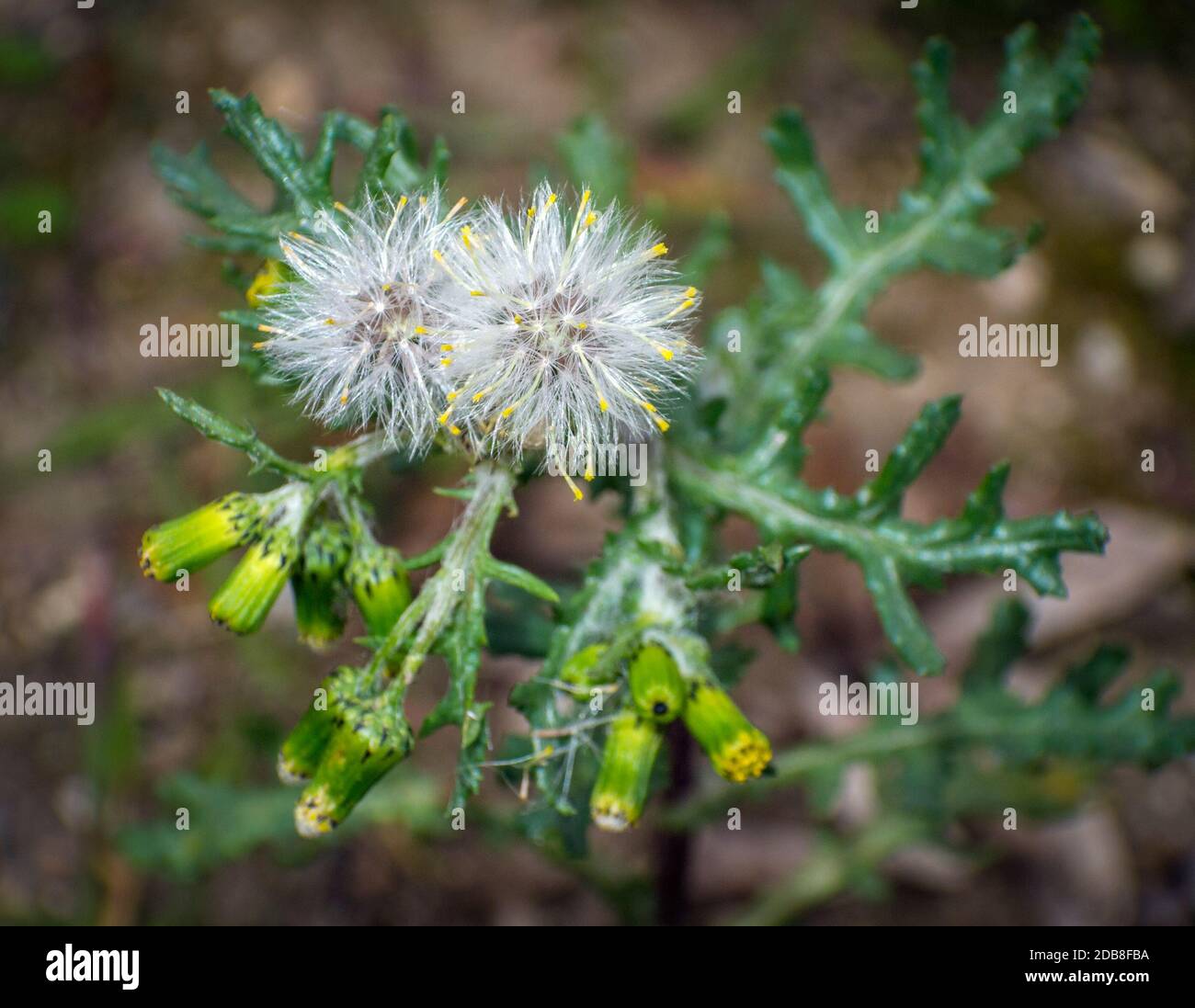 Senecio vulgaris. Alpedrete. Madrid. España Foto Stock