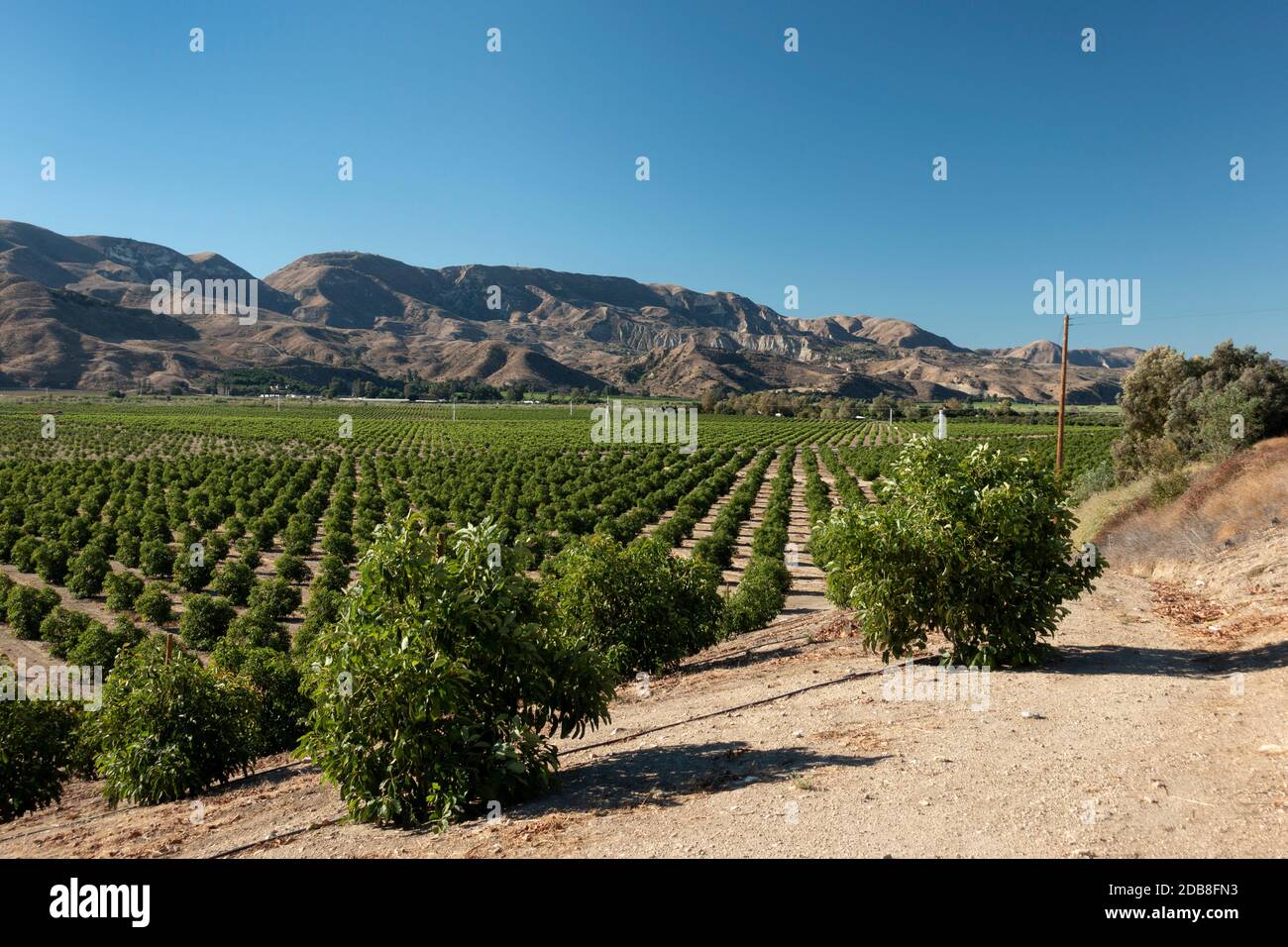 Aranceti nella contea di Ventura vicino a Fillmore, California Foto Stock