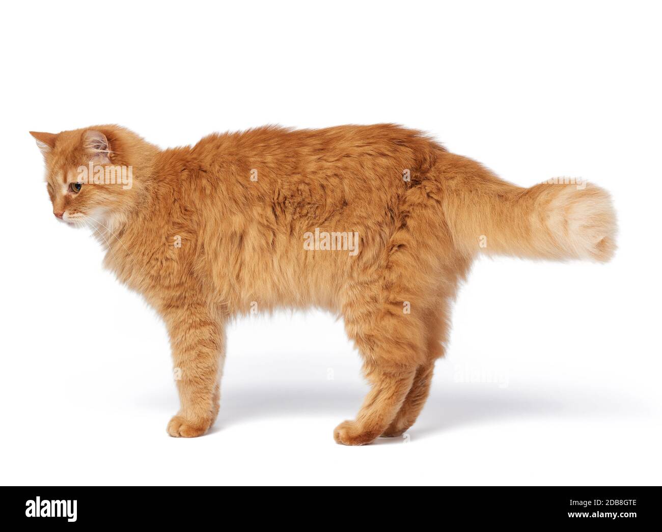 il gatto rosso soffice per adulti si trova lateralmente, l'animale è isolato su bianco, primo piano Foto Stock