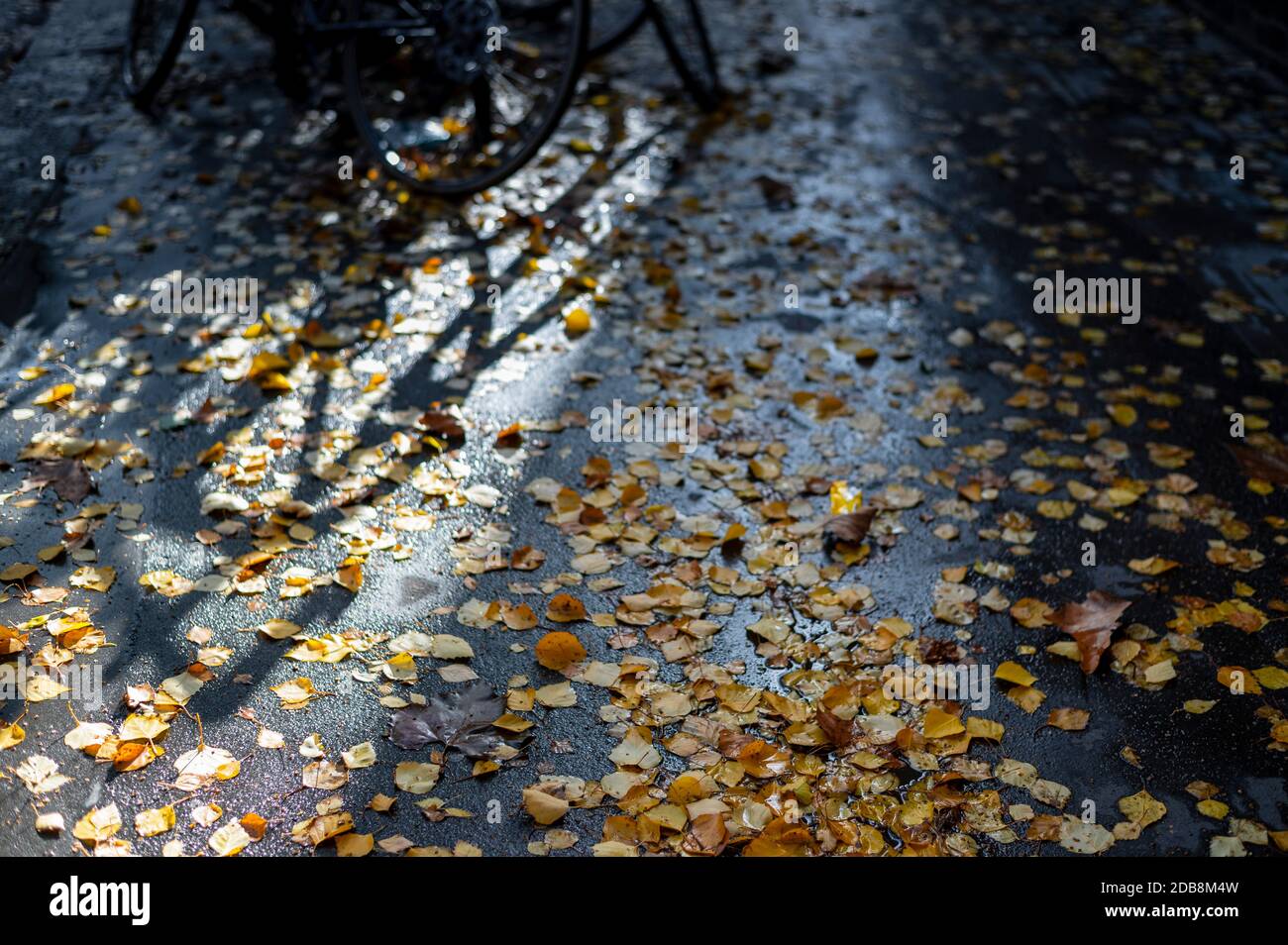 Guardando giù alle foglie gialle dell'autunno sparse su un bagnato pavimentazione con ombra di biciclette Foto Stock