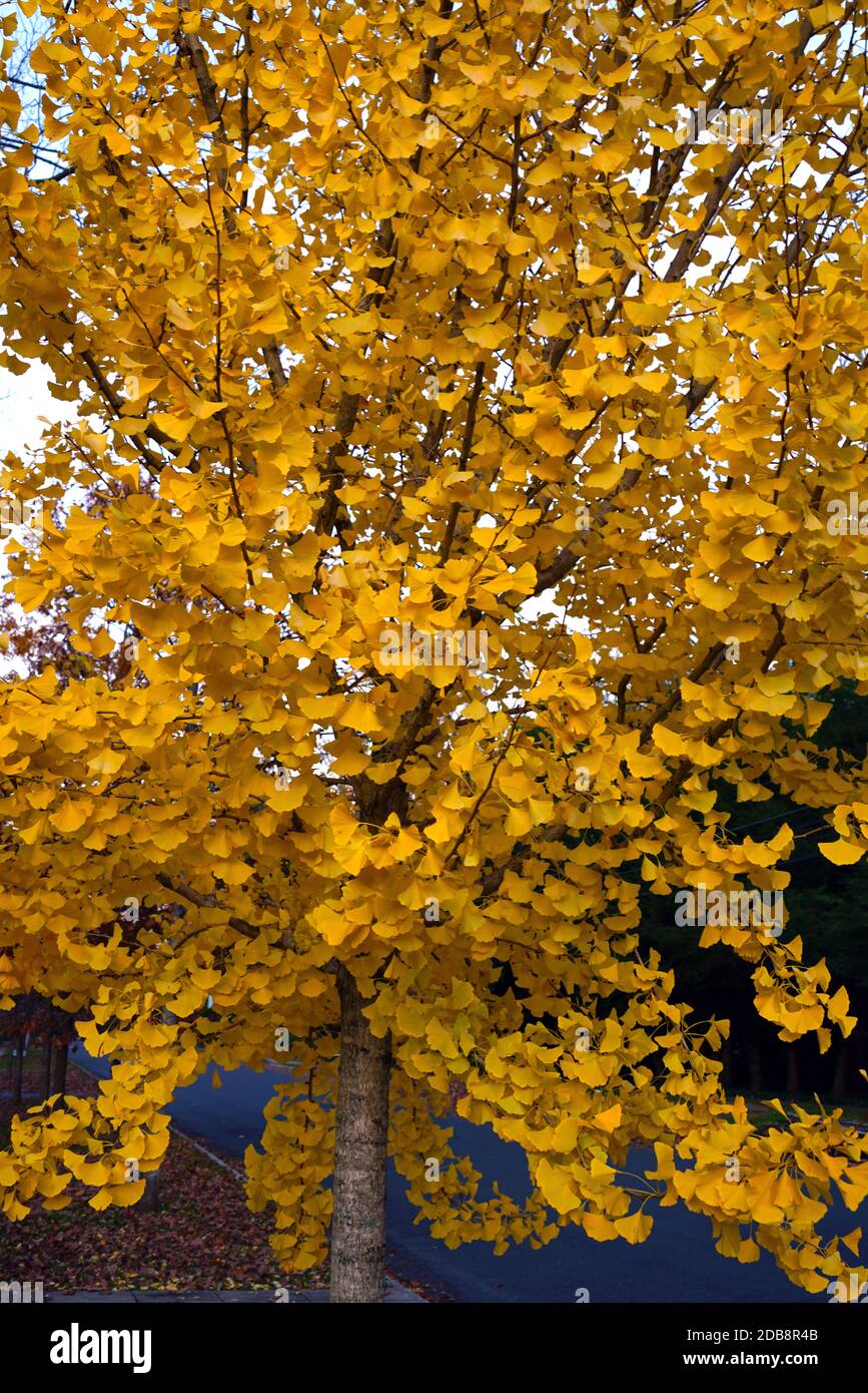 Foglie gialle a forma di ventaglio dell'albero del ginkgo biloba in autunno  Foto stock - Alamy