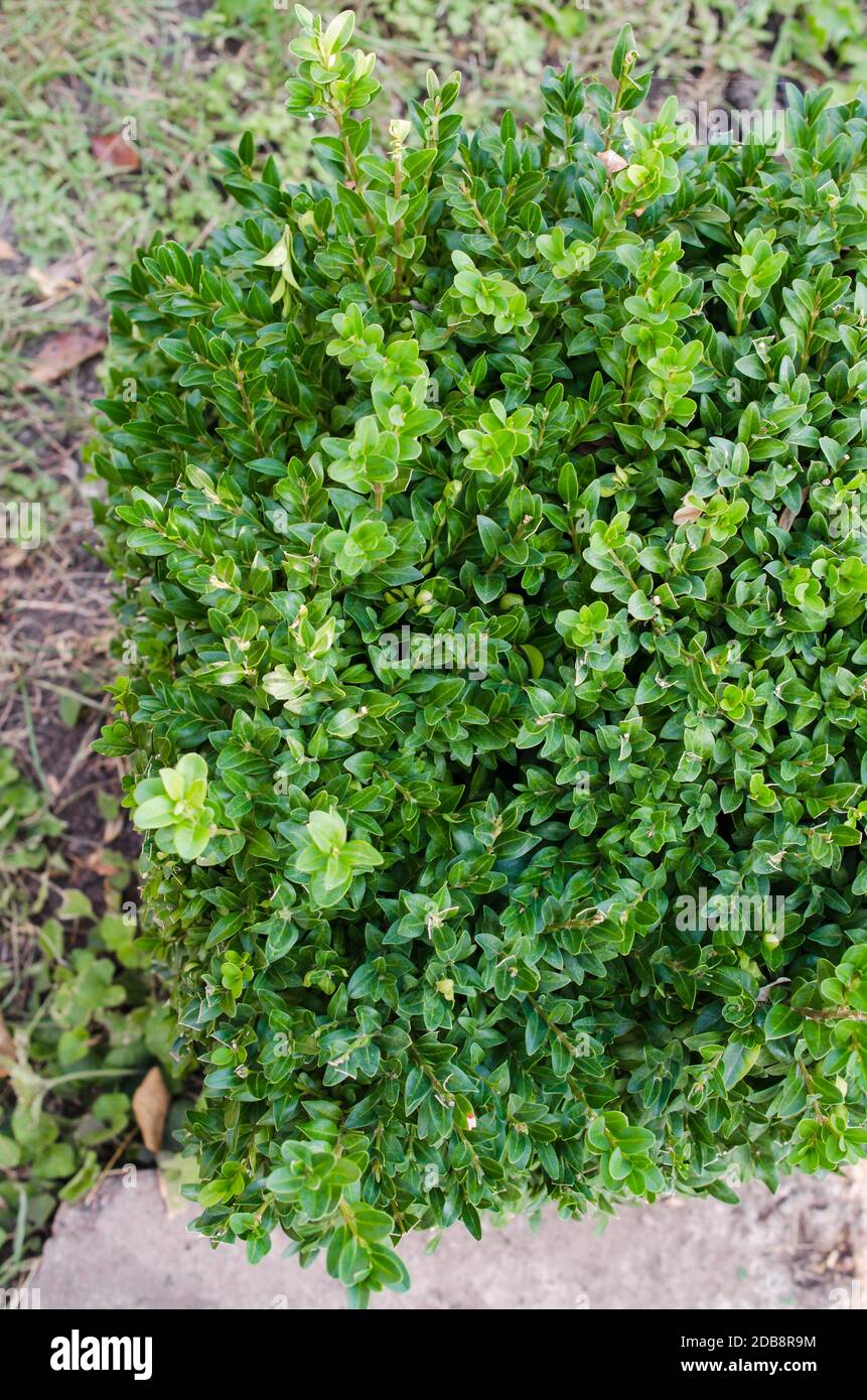 Cespugli di buxus verde e fresco. Buxus sempervirens. Primo piano di bosso sempreverde bush nella natura. Messa a fuoco selettiva. Foto Stock