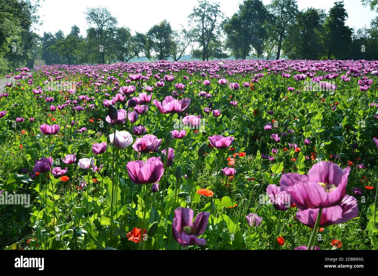 Ein Feld mit violetten Mohnblüten in Oberösterreich (Österreich) - A. Campo con fiori di papavero viola in Austria superiore (Austria) Foto Stock