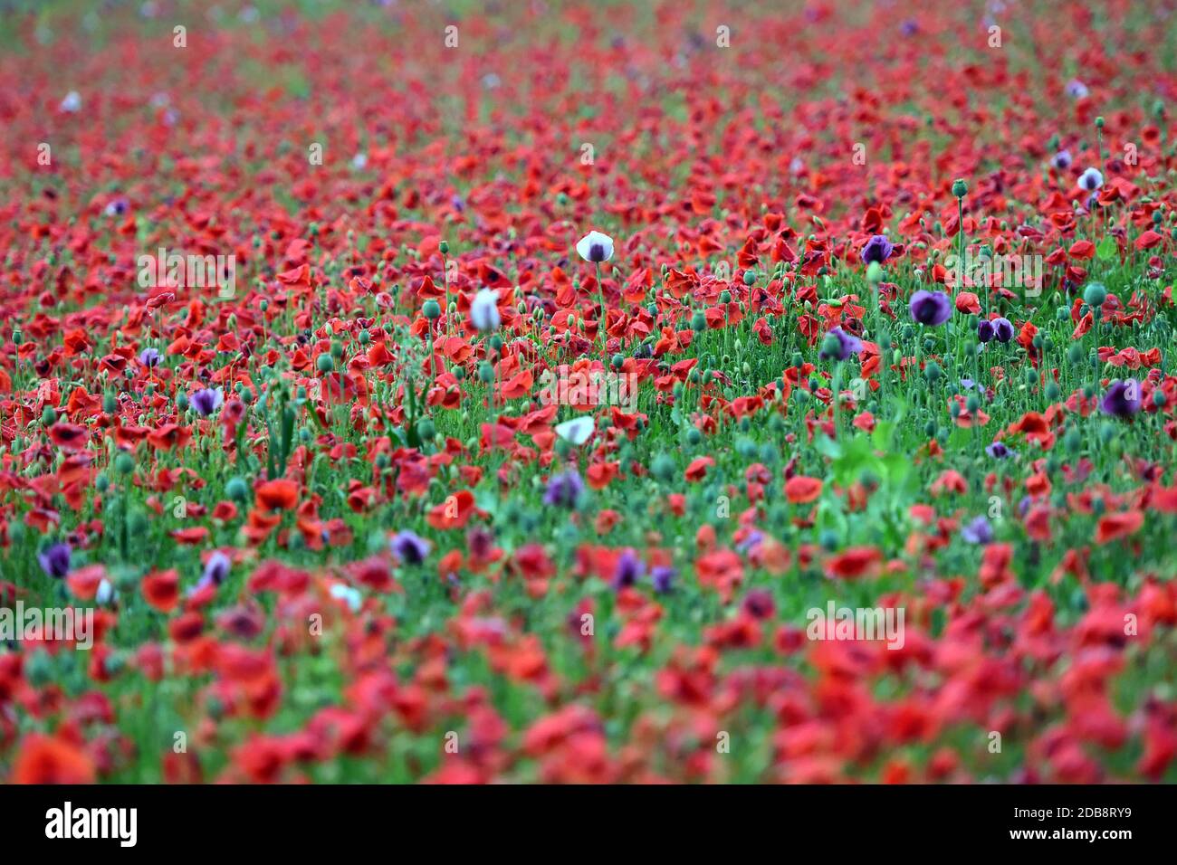 Ein Feld mit violetten Mohnblüten in Oberösterreich (Österreich) - A. Campo con fiori di papavero viola in Austria superiore (Austria) Foto Stock