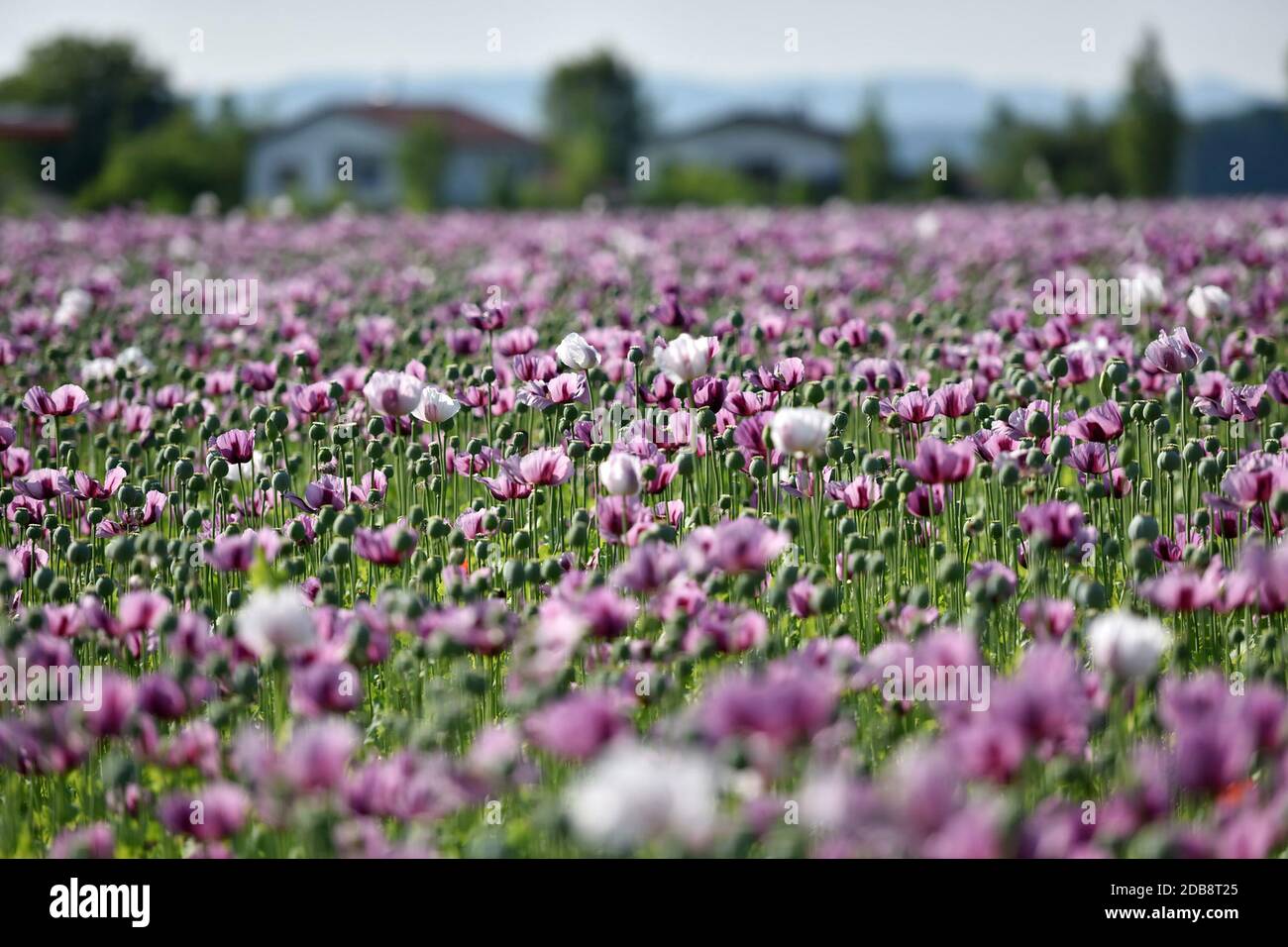 Ein Feld mit violetten Mohnblüten in Oberösterreich (Österreich) - A. Campo con fiori di papavero viola in Austria superiore (Austria) Foto Stock