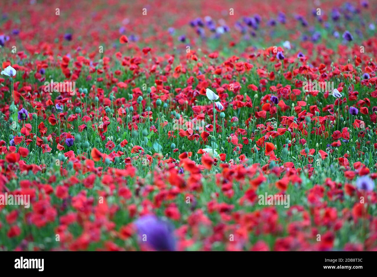 Ein Feld mit violetten Mohnblüten in Oberösterreich (Österreich) - A. Campo con fiori di papavero viola in Austria superiore (Austria) Foto Stock