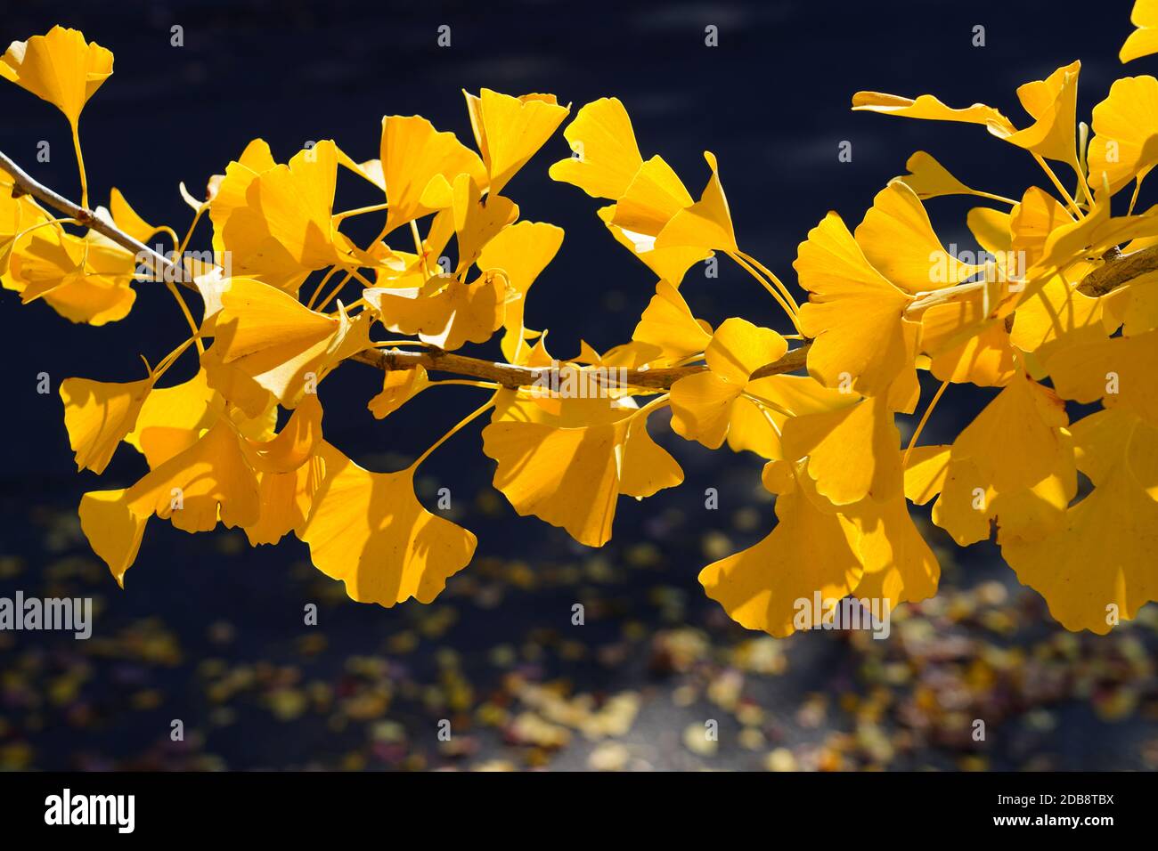 Foglie gialle a forma di ventaglio dell'albero del ginkgo biloba in autunno Foto Stock