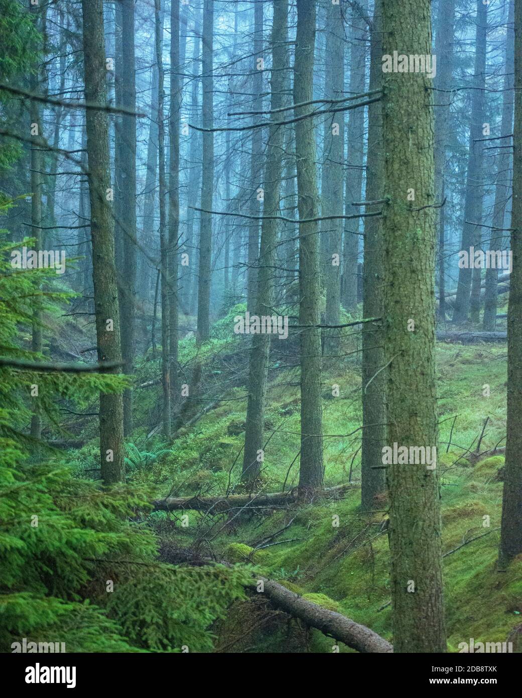 Blu nebbia che circonda verticali tronchi di albero diritto e un verde pavimento forestale Foto Stock