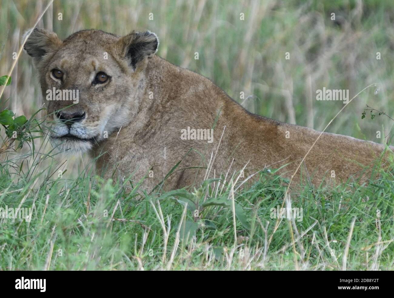 Un leone femminile (Panthera leo) ovserve il mondo dal rifugio di erba lunga. Parco Nazionale di Serengeti, Tanzania. Foto Stock