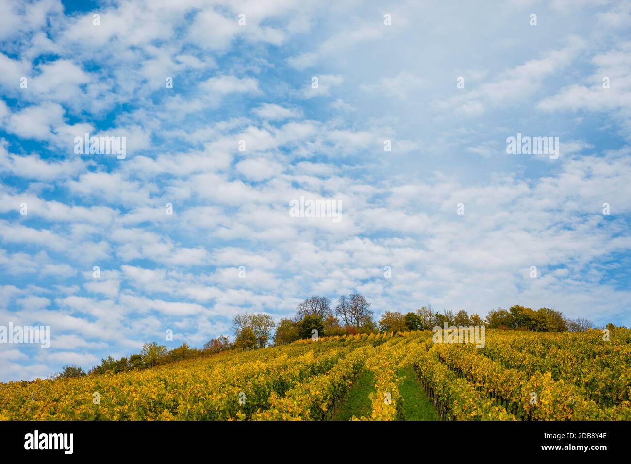 Nuvole volose su un vigneto in autunno con viti gialle Foto Stock