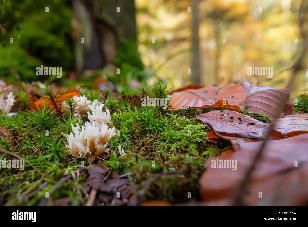 Corall di cavolfiore di muschroom velenoso (Ramaria mairei) primo piano Foto Stock