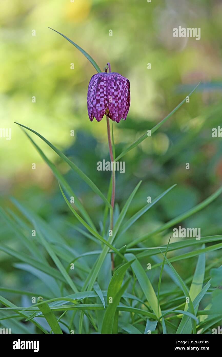 Chess fiore Fritillaria meleagris alla luce del mattino Foto Stock