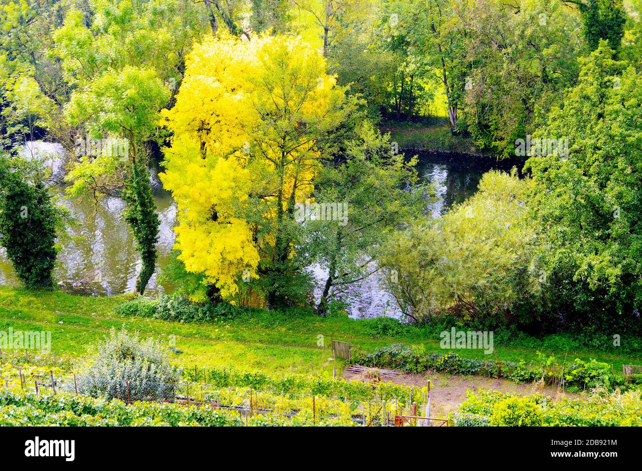 Fila di alberi sulla riva del fiume con tetto di foglie verdi e gialle Foto Stock Fila di alberi sulla riva del fiume con tetto di foglie verdi e gialle Foto Stock
