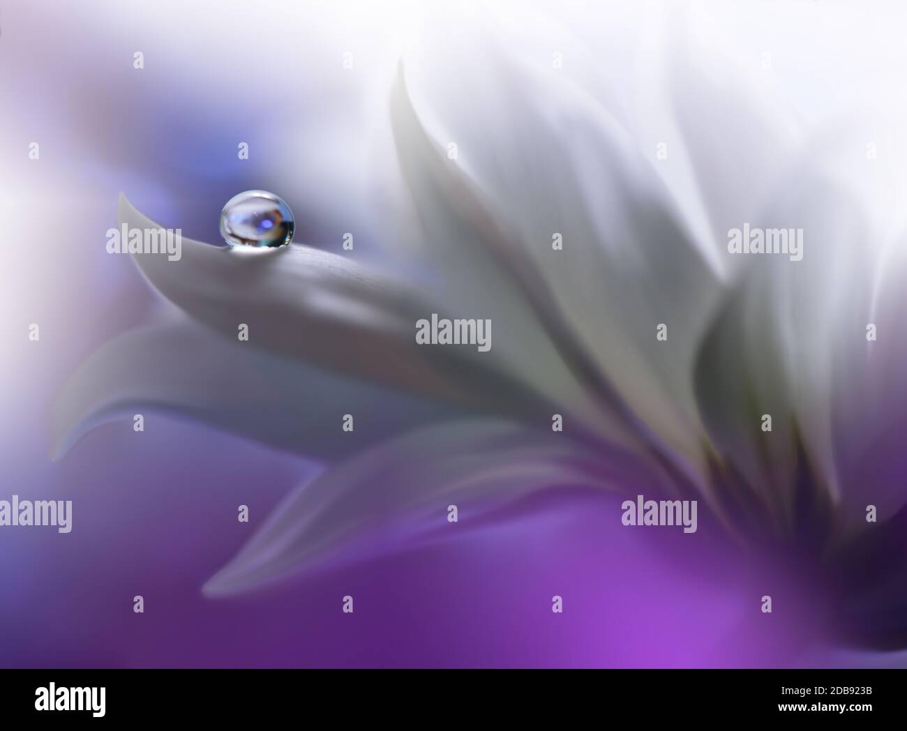 Bella natura background.Floral Art Design.Abstract Macro Photography.White Daisy Flower.Pastel Flowers.White background.Creative Artistic Wallpaper.Wedding Invitation.Celebration,Love.Close Up View.Happy Holidays.Violet Color.Copy Space. Foto Stock