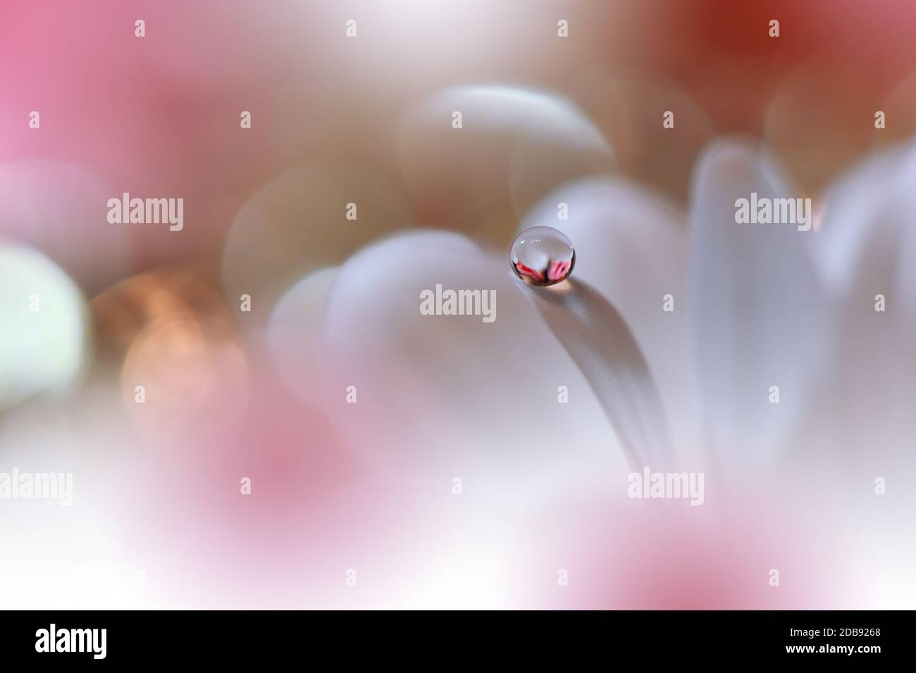 Bella natura background.Floral Art Design.Abstract Macro Photography.White Daisy Flower.Pastel Flowers.White background.Creative Artistic Wallpaper.Wedding Invitation.Celebration,Love.Close Up View.Happy Holidays.Pink Color.Copy Space. Foto Stock