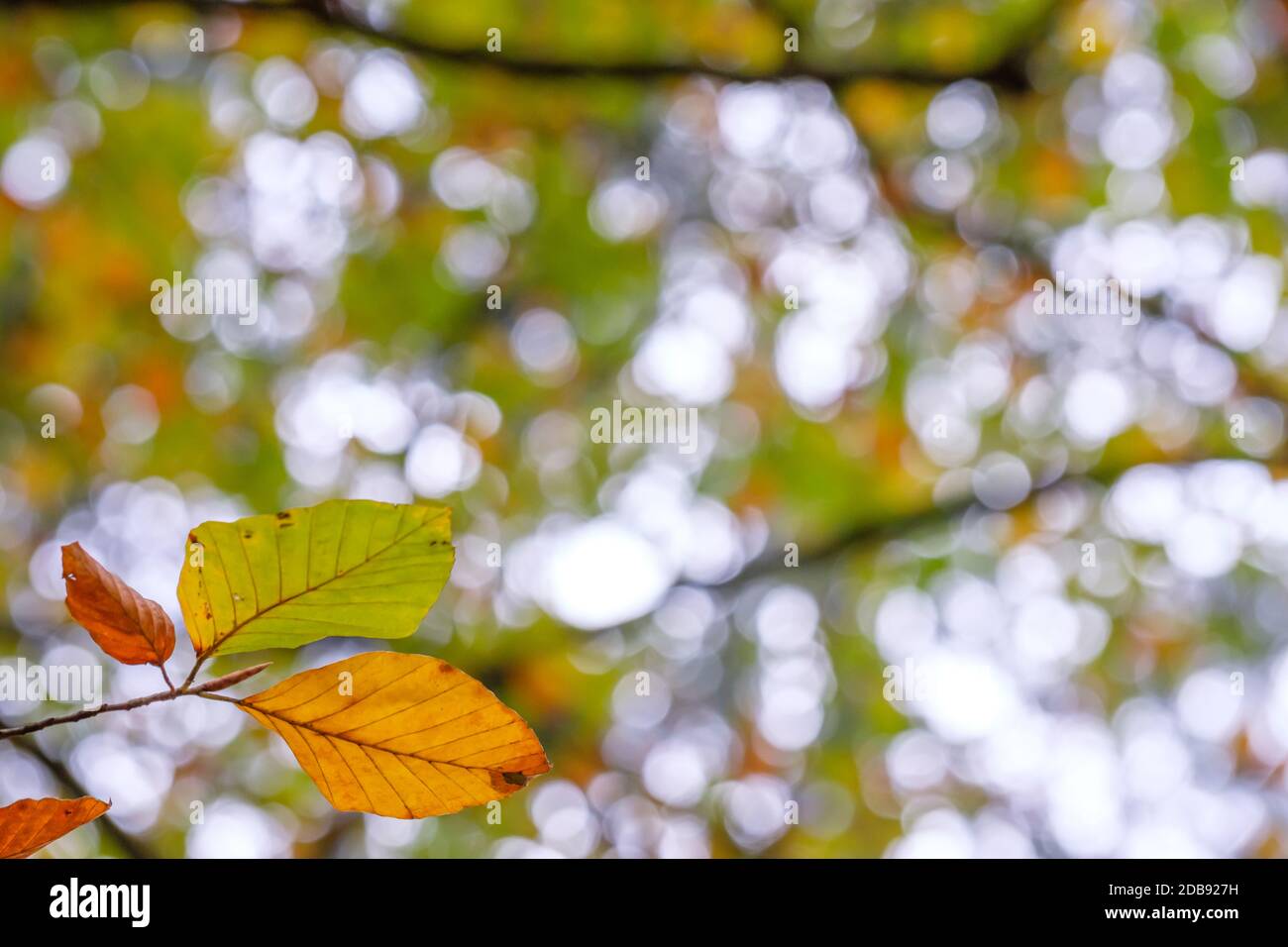 Branca di faggio in colore giallo autunnale Foto Stock