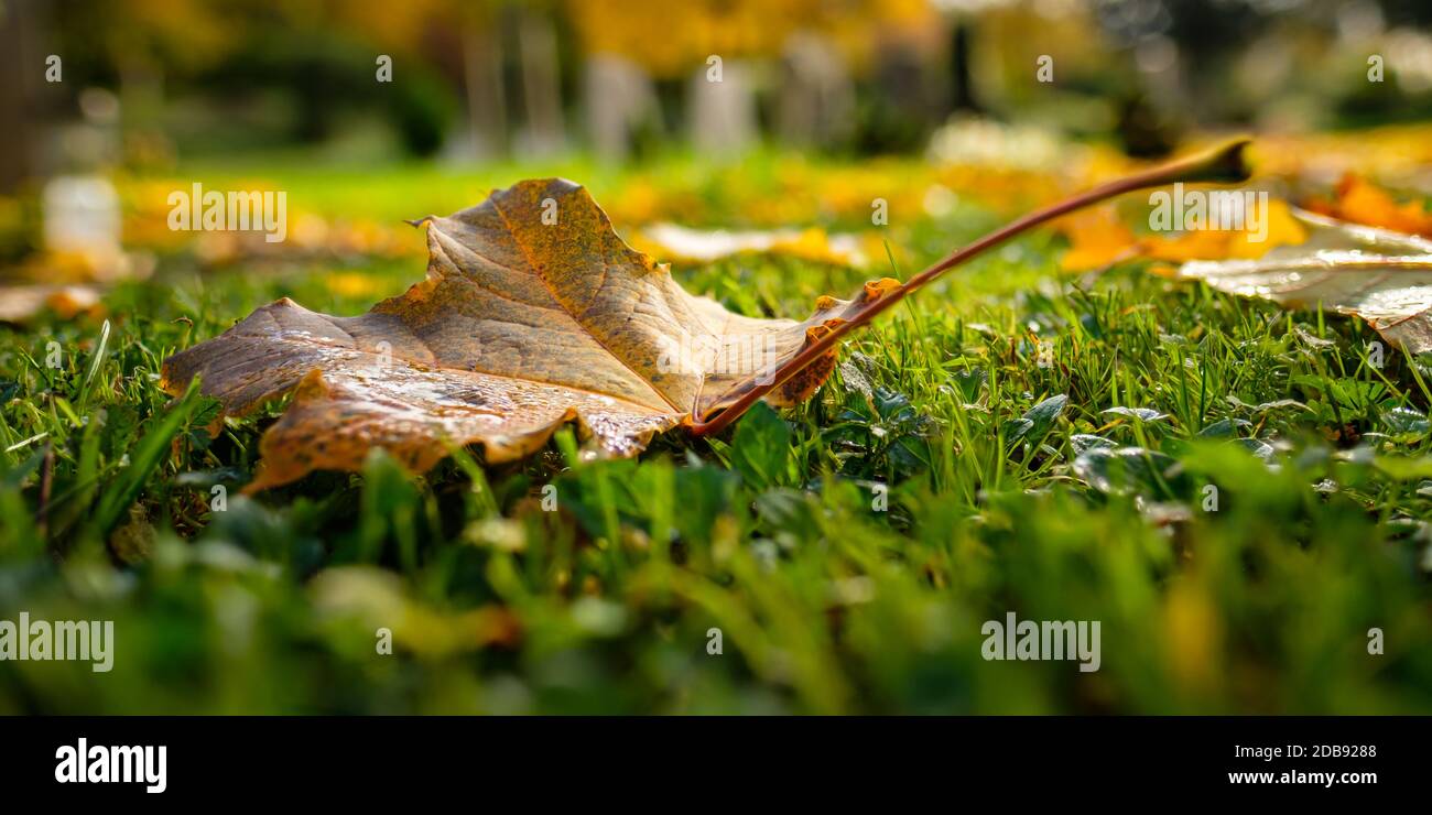 Foglia di acero giallo in autunno su un prato basso angolo scatto Foto Stock